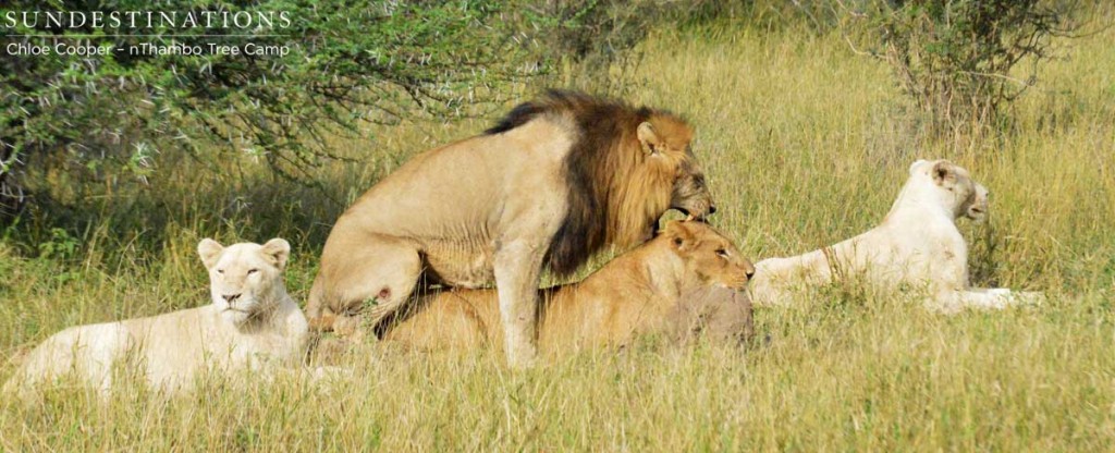 Trilogy male mates with the tawny lioness
