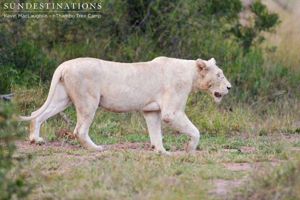 White lioness emerges from the bushes and walks the dam wall