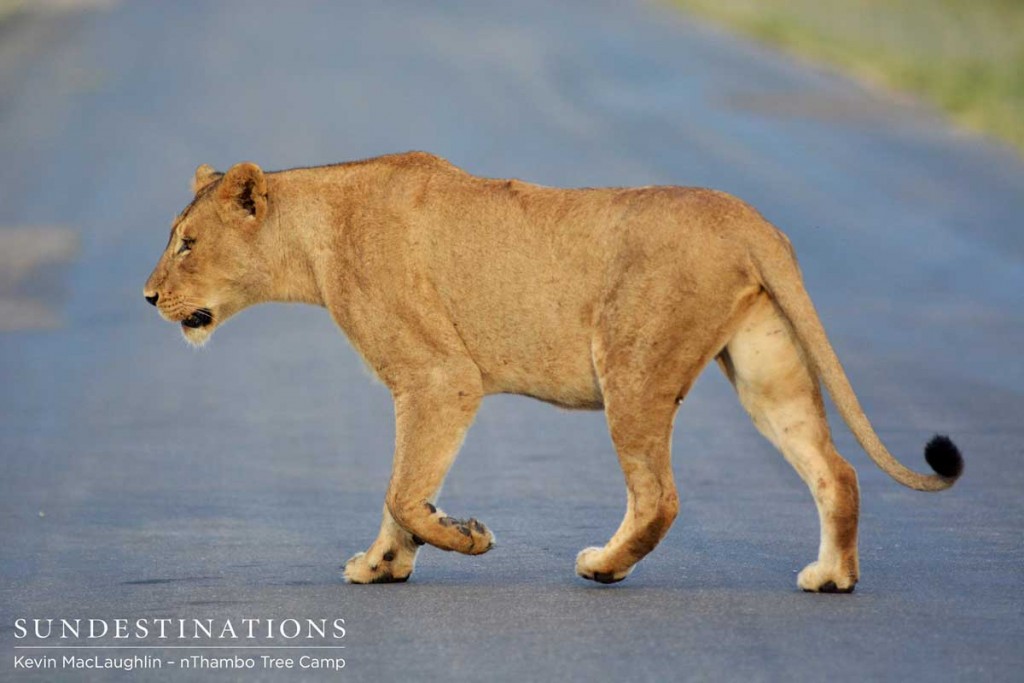 Tawny lioness moves along to join her sisters