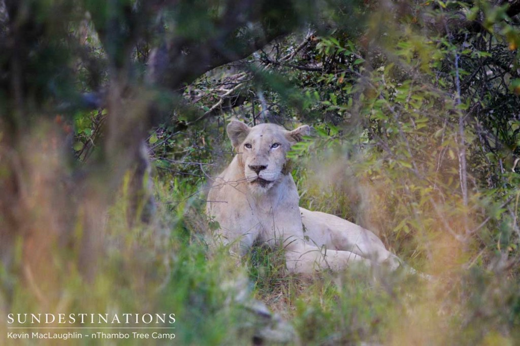 White lioness of the Giraffe Pride 