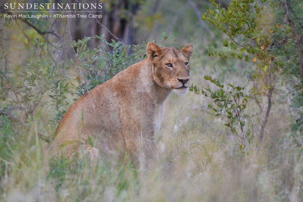 Tawny lioness of the Giraffe Pride