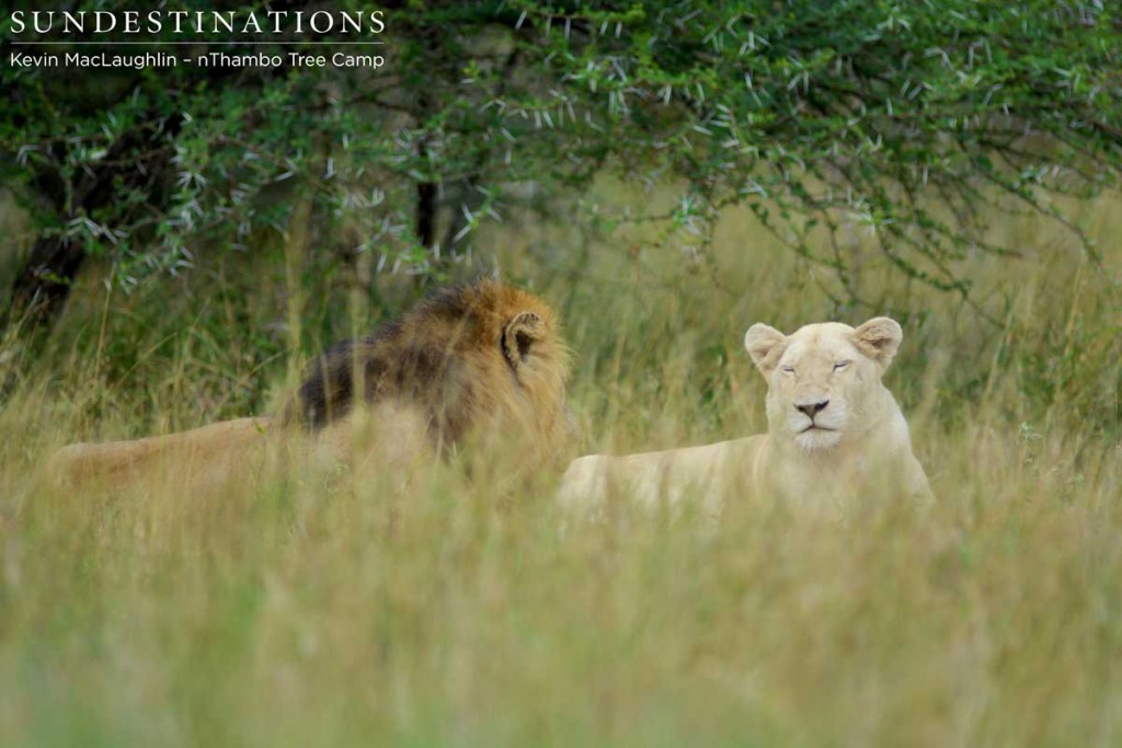 Trilogy male and Giraffe lioness in between mating