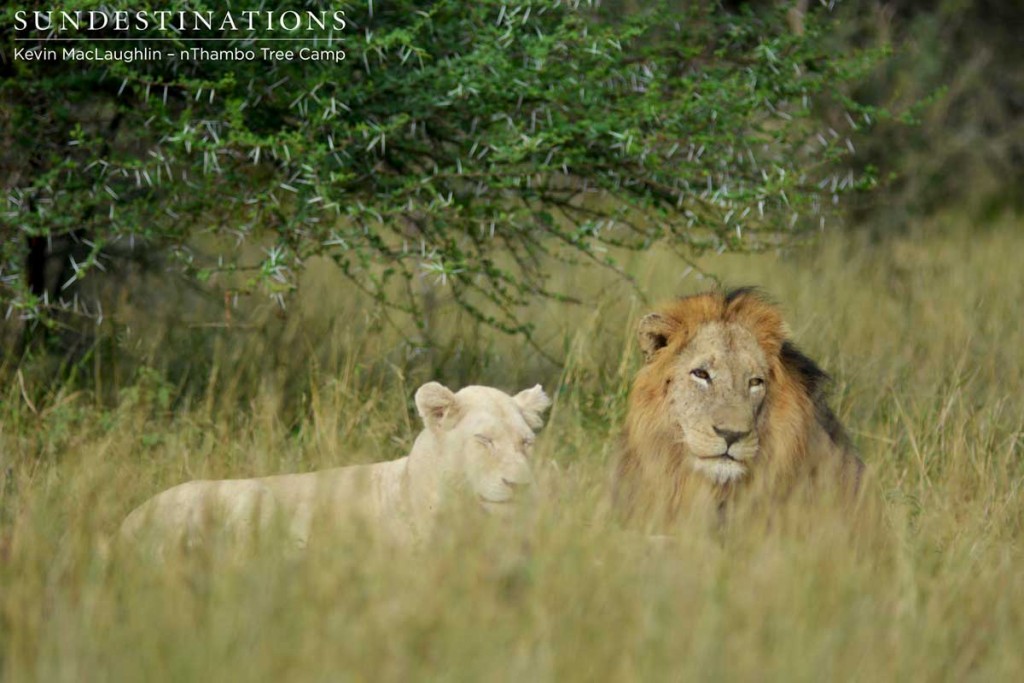 Trilogy male spotted with the second white lioness of the Giraffe Pride