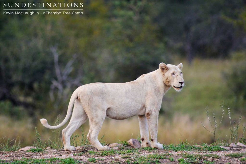 White lioness poses on the dam wall for a picture