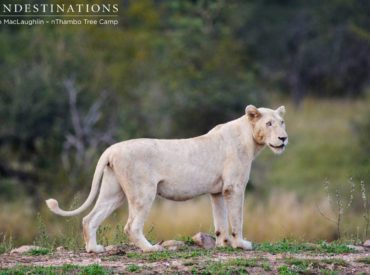 When game drive takes place in the Klaserie Private Nature Reserve, you know you’re in for a treat when it comes to lion sightings. Africa on Foot and nThambo Tree Camp have reported sightings of the legendary Ross Pride, the Trilogy Lion coalition, and Ross breakaway lionesses all within the last week or 2. Then […]