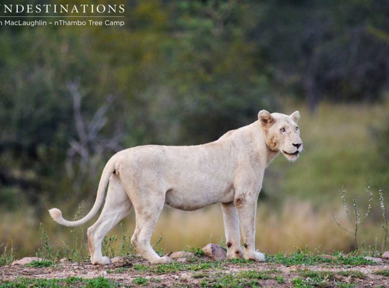 Trilogy Lion Bags Himself 2 White Lionesses!