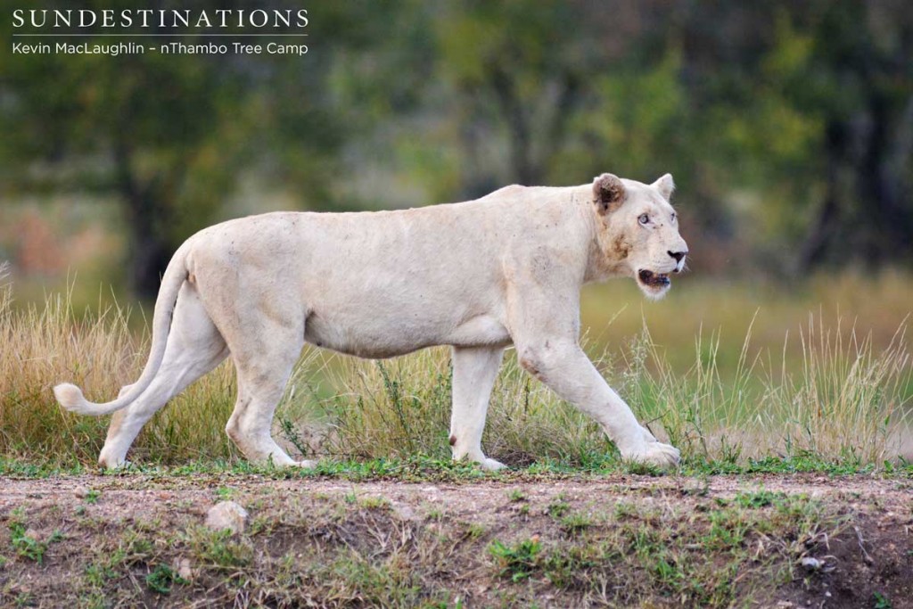 White lioness emerges from the bushes and walks the dam wall