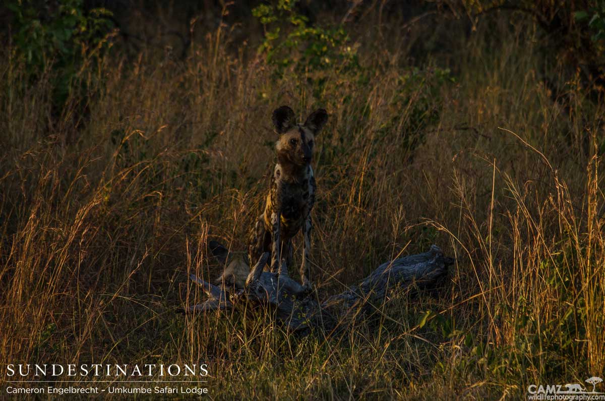 A wild dog just before the sun sets in the Sabi Sand