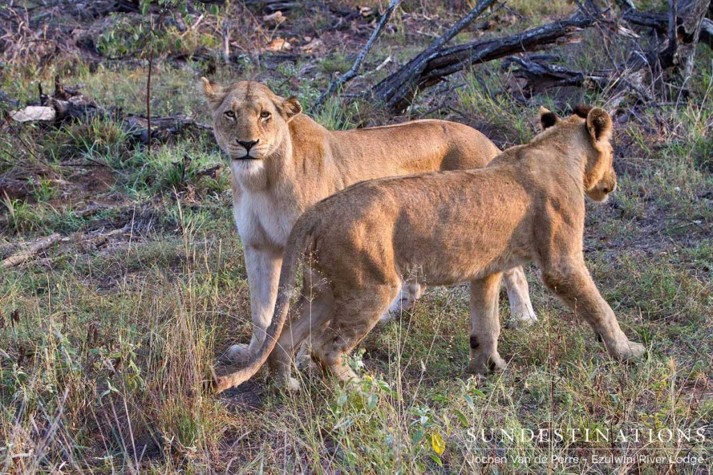 2 Lions engaging in some fun