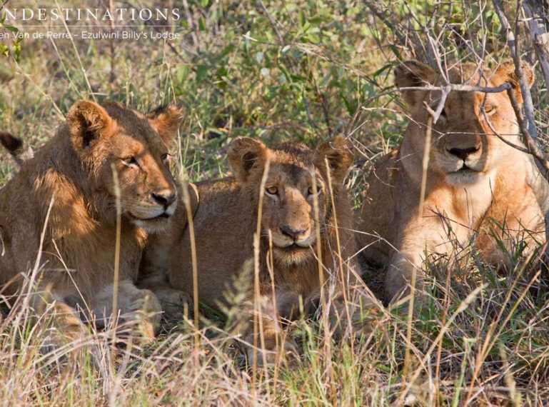 Meet the Olifants West Lions at Ezulwini