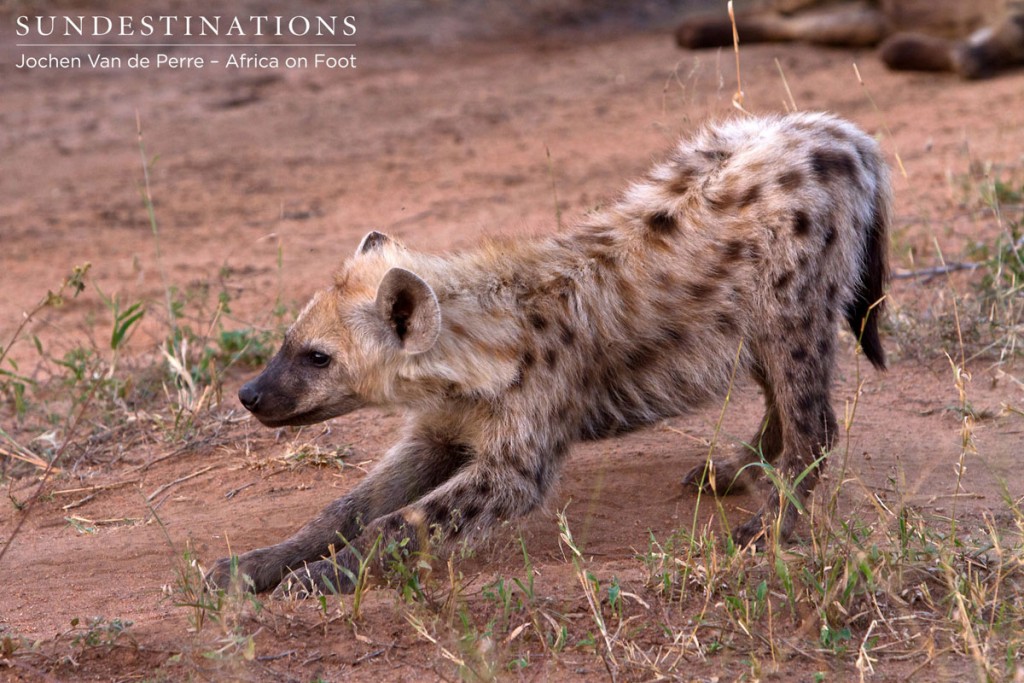 Hyena cub spotted with its clan on the Africa on Foot traverse
