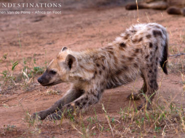 On the night of our live bush feed (#livebushfeed) safari, guests from 3 of our camps saw leopard. With reports during the week of leopard and lion sightings from far and wide, the big cats are certainly having a commanding influence on our sightings. Nothing wrong with that ! Plains game, such as impala, giraffe […]