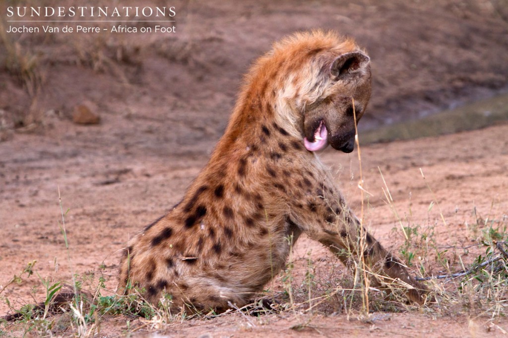 Hyena cub at play at Africa on Foot
