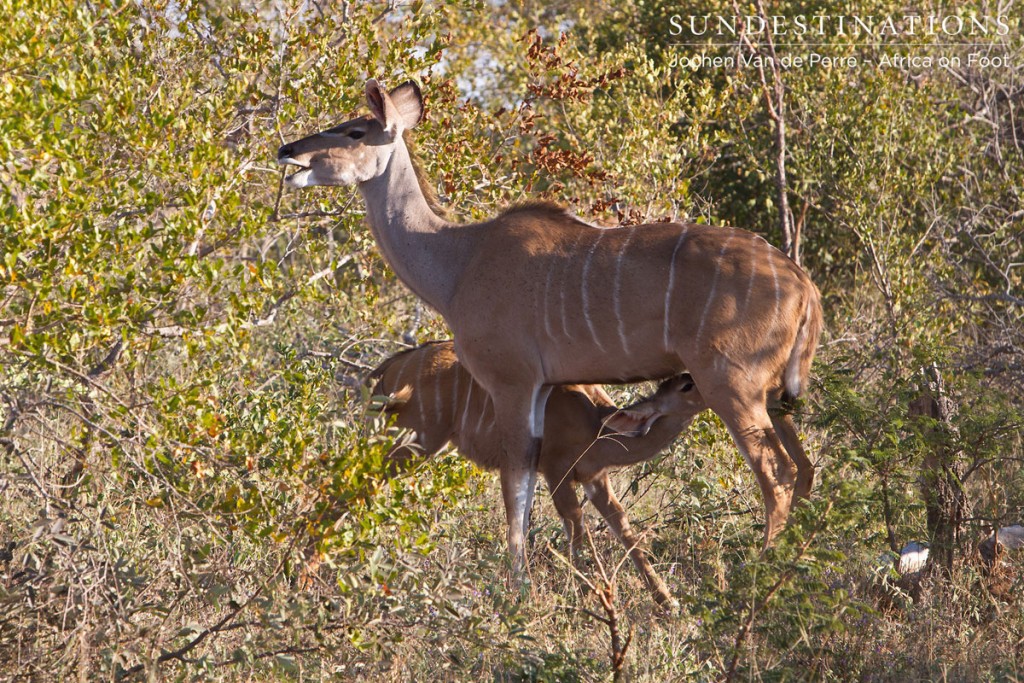 Kudu cow with calf feeding