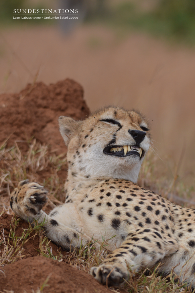 Cheetah on termite mound