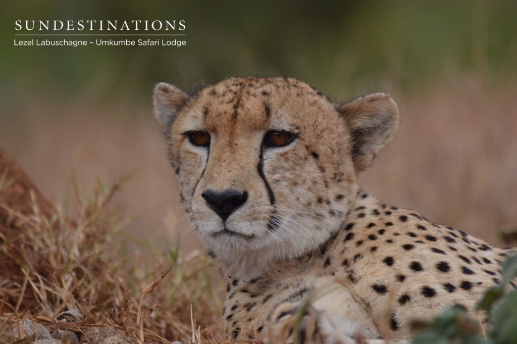 Umkumbe cheetah portrait