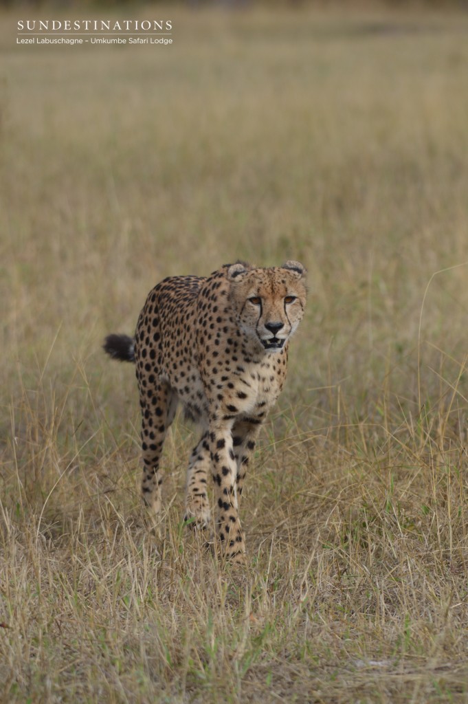 Cheetah can be solitary creatures