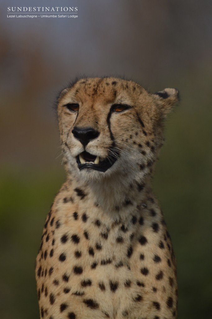 Umkumbe cheetah surveys the Umkumbe landscape
