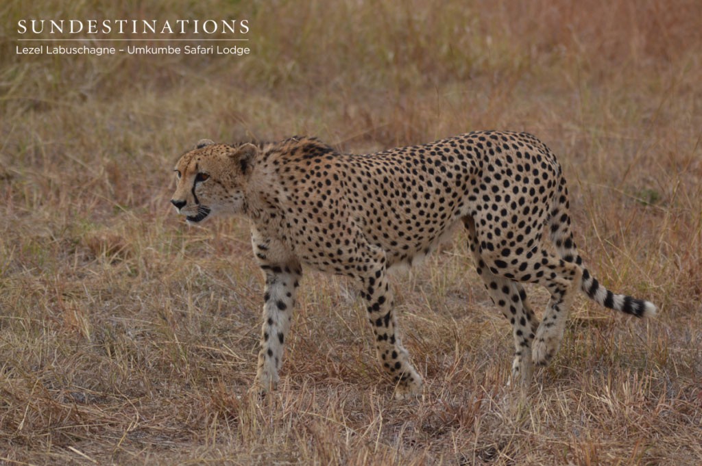 Cheetah explores territory