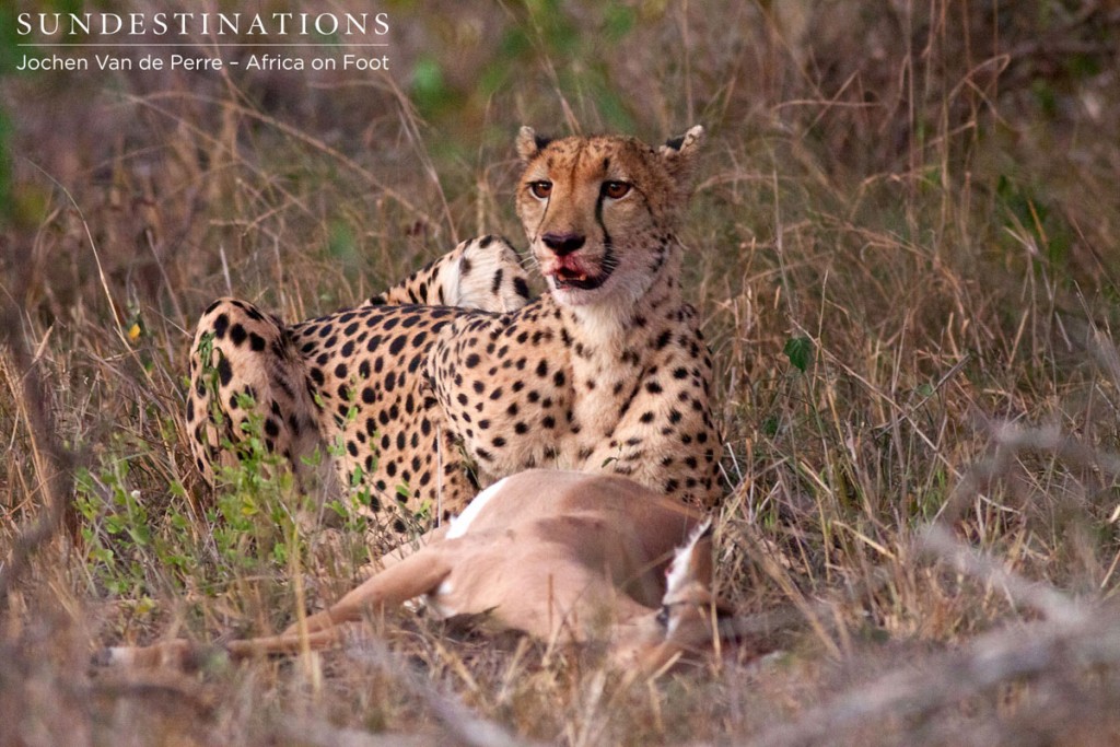 Cheetah kills impala