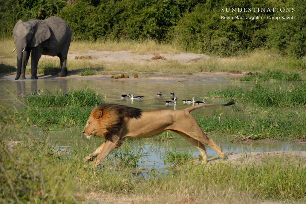 Savuti Male on the Hunt