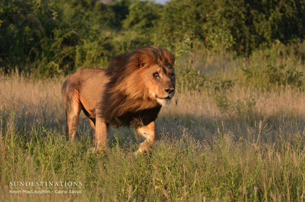 Savuti Male Hunting