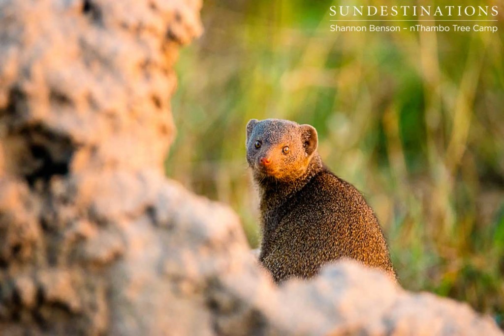 Dwarf mongoose