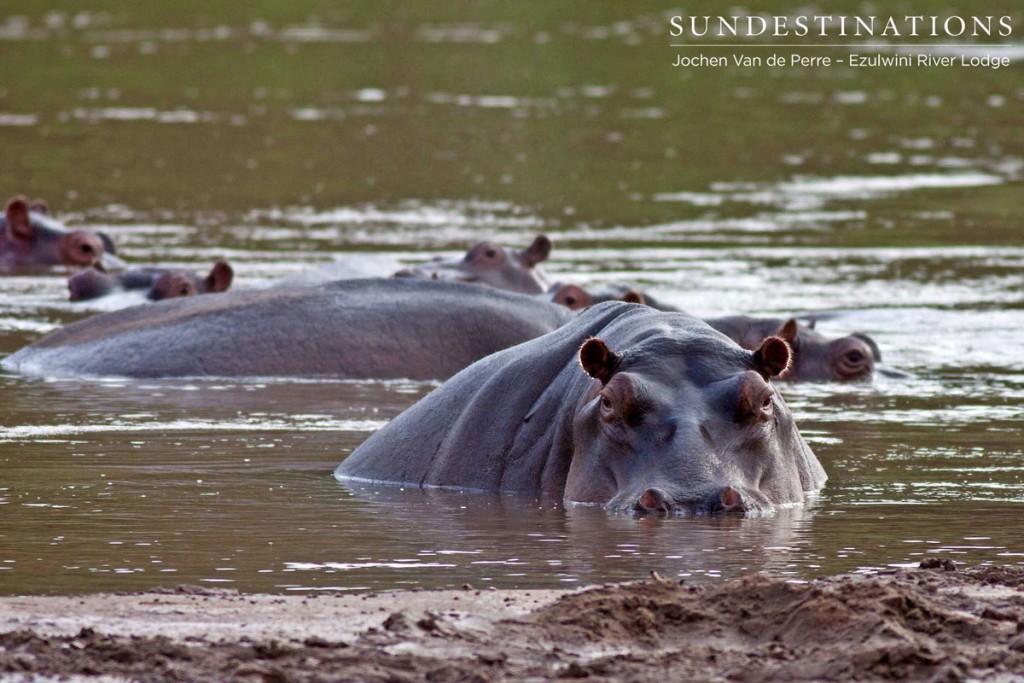 Hippo wallowing