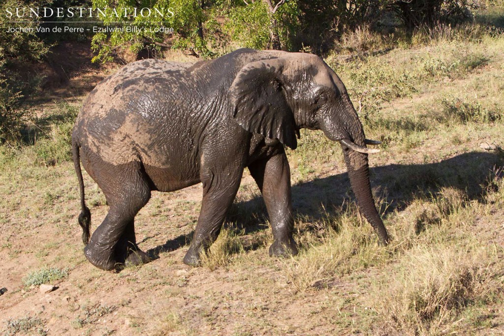 Mud-soaked elephant emerges from the waterhole