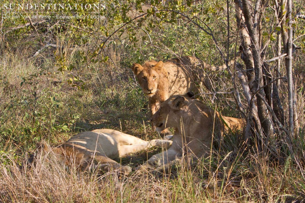 The Olifants-West lion pride