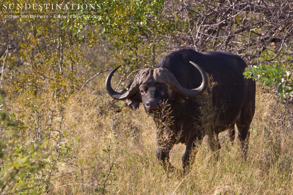 Buffalo herd roaming close to the lodge