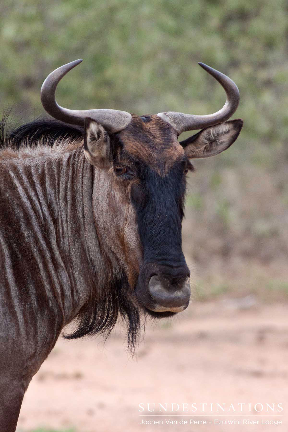 Wildebeest at the Ezulwini Game Lodges