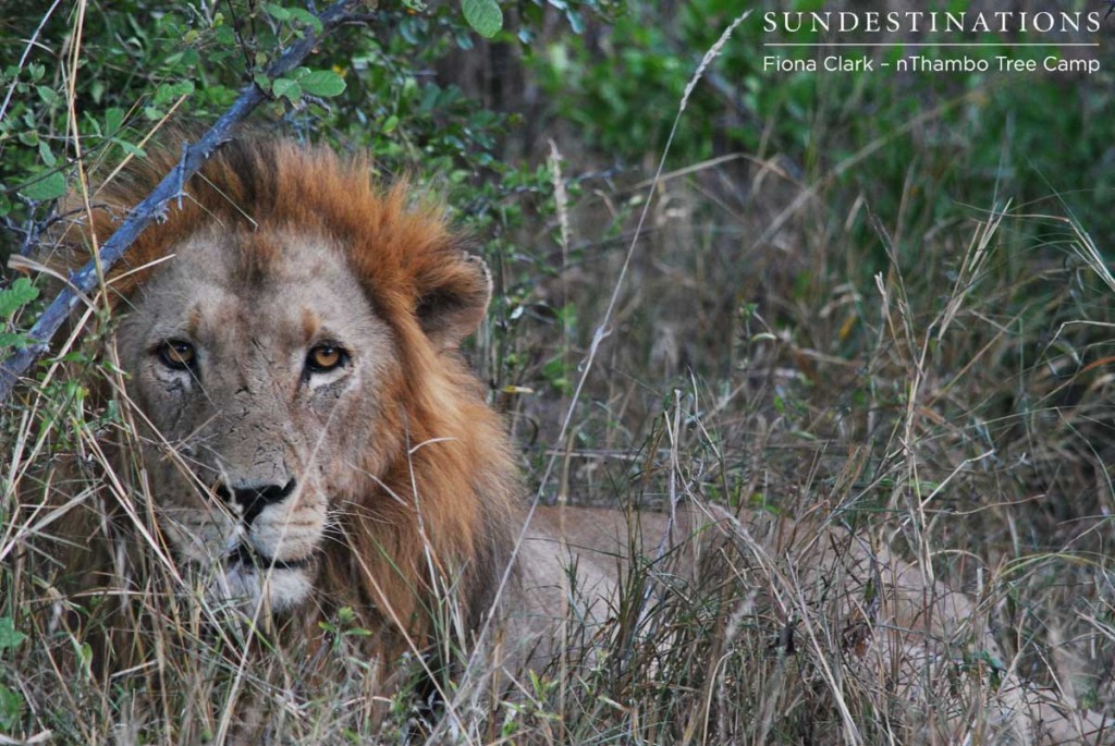 Trilogy male lion