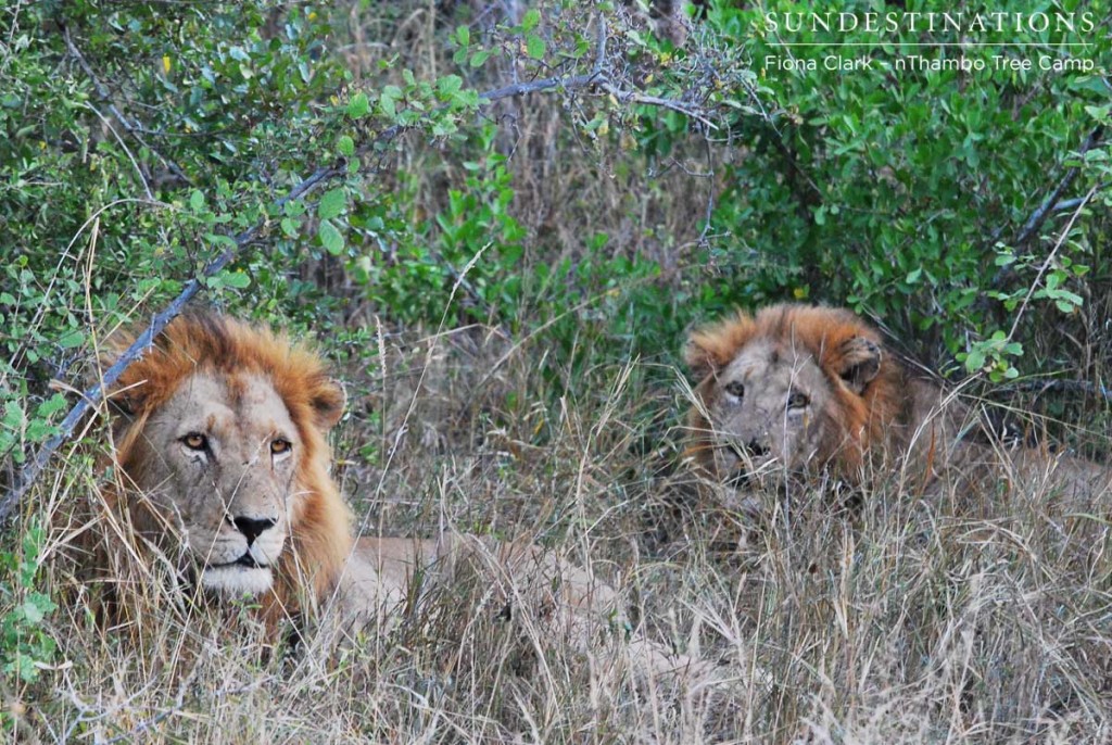 Two of the Trilogy brothers seen on game drive