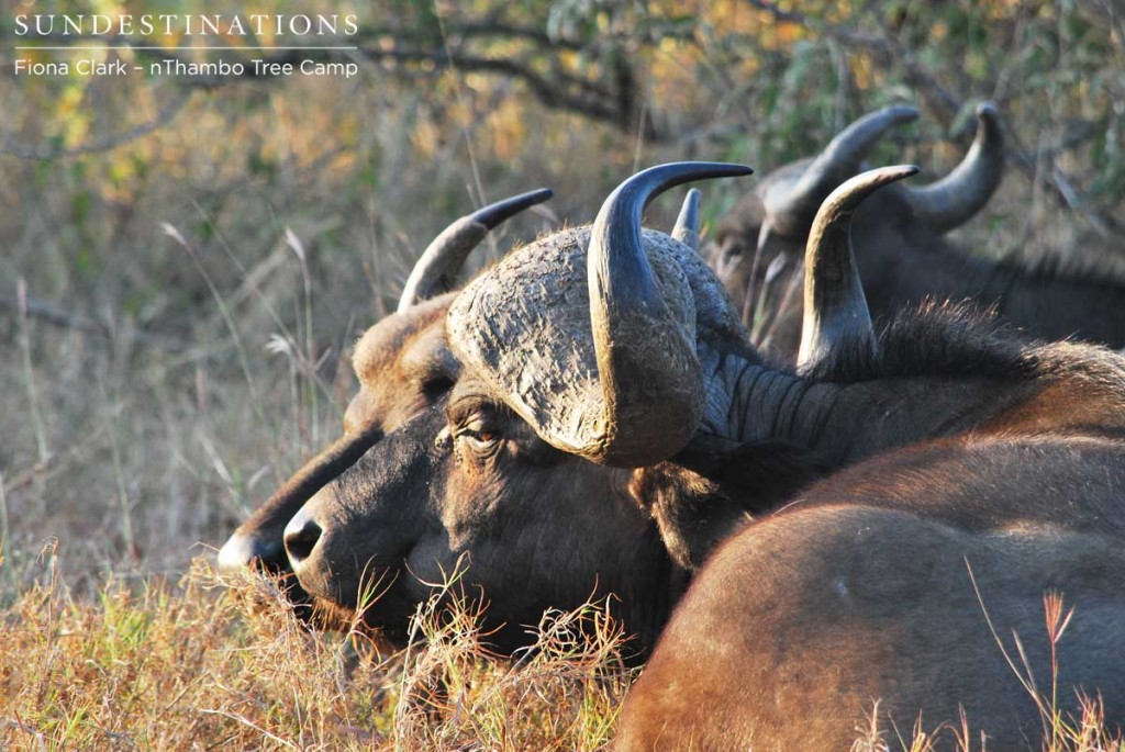 A couple big bulls from the buffalo herd drinking at the dam