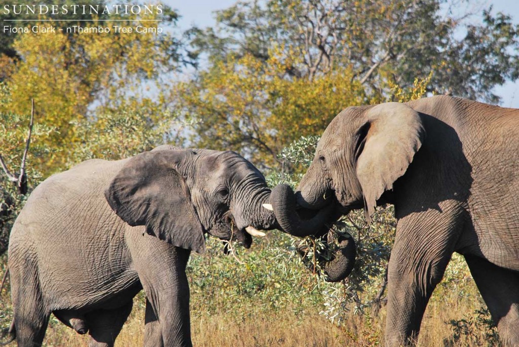 Elephants engaging in some play fighting