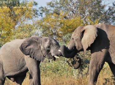 Well, here we are back at nThambo for another fabulous 4 days! As always we had a warm welcome from Lily and the nThambo team – it was 35 degrees when we arrived so were thankful for a cool drink on arrival (well, Savanna and Castle to be precise). Game viewing has been fabulous, as always. […]