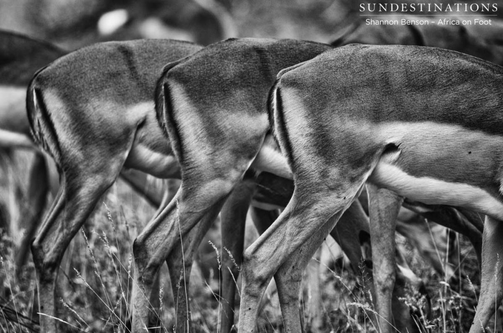 Impala backsides