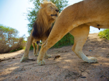 Leading Dutch film director, Herco Van Houdt decided to place a BeetleCam in the wild to capture unique angles of wildlife.  The end product was spectacular, with never-before-seen angles of our famous Ross Pride of lions. Herco spent a couple of weeks at two of our camps, nThambo Tree Camp and Africa on Foot in […]