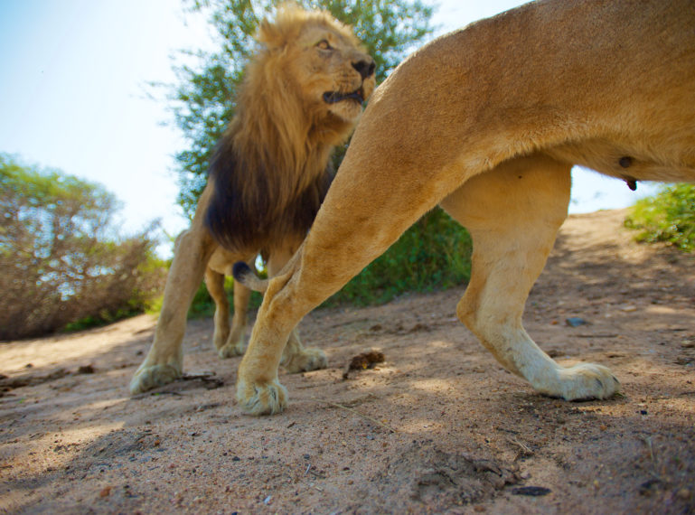 BeetleCam: Unique Angles of Lions & Wild Dogs