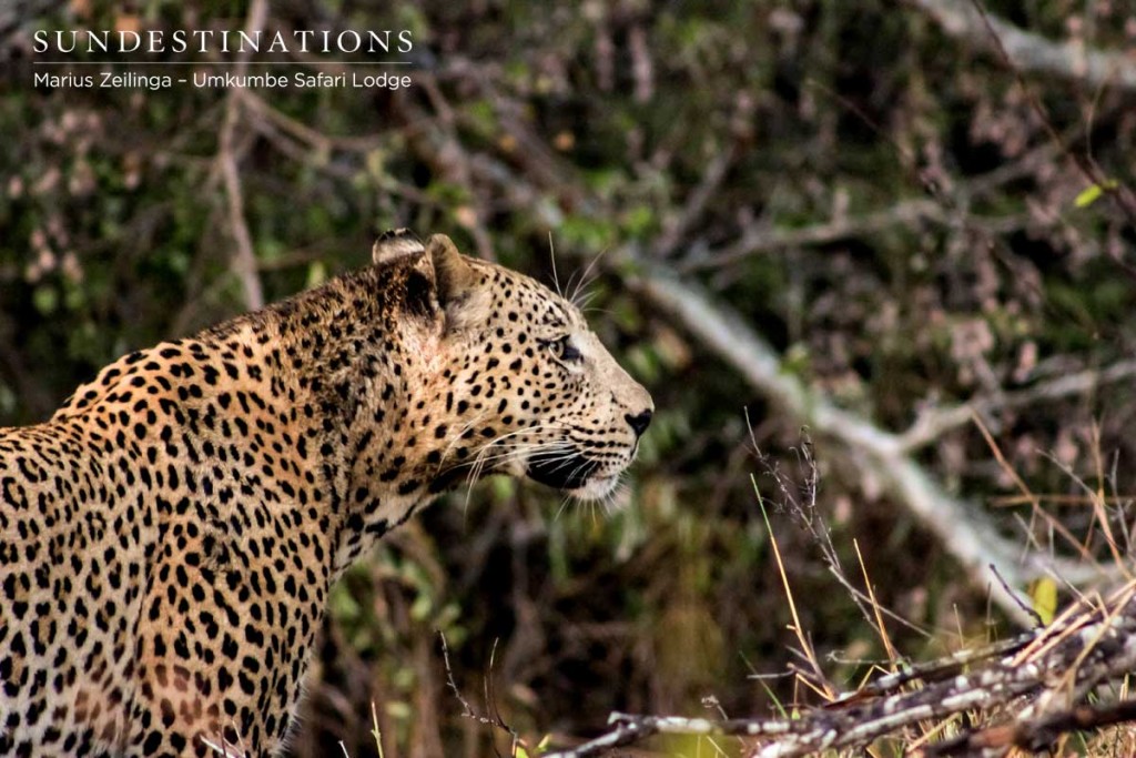 We found Maxabeni. After 3 weeks he returned !