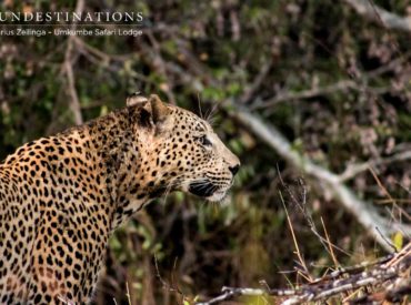 Over the past 3 weeks we have been concerned with the whereabouts of Maxabeni, the dominant leopard that traverses the territory surrounding Umkumbe Safari Lodge in the Sabi Sand Wildtuin. Easily identifiable by the deeply etched scars above his cheek and dark rosettes on his coat, he is one of Umkumbe’s favourite leopards. The last […]