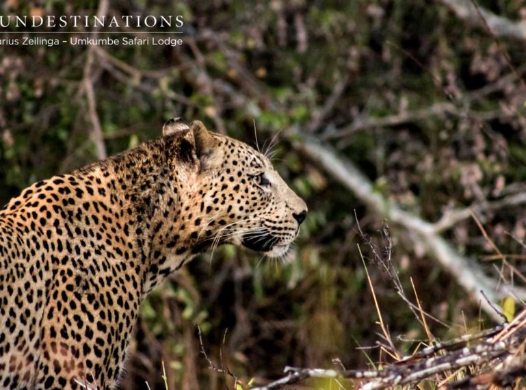 Maxabeni the Leopard Returns to Umkumbe !