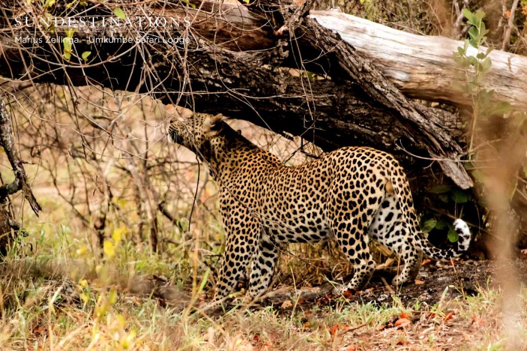 Maxabeni was seen after a failed attempt at hunting a warthog.