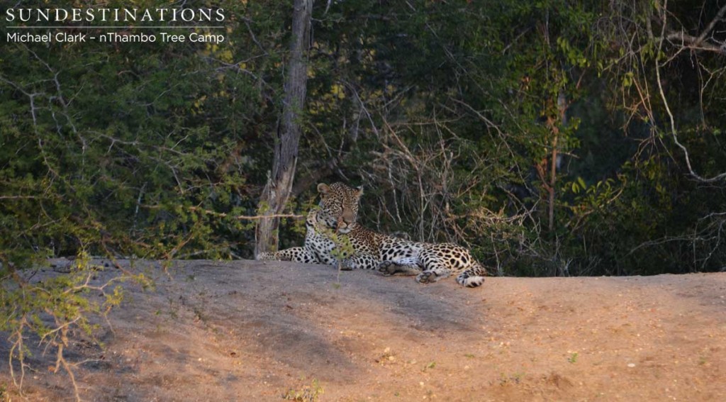 Rhulani, the relaxed female leopard