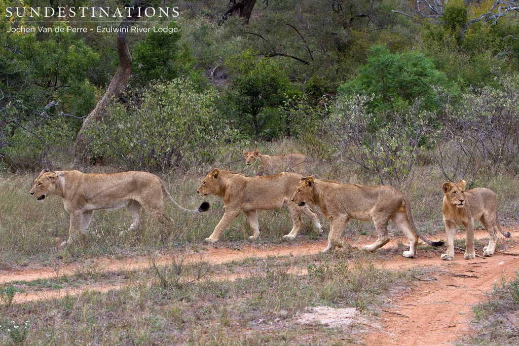 Olifants West Split roam the Balule