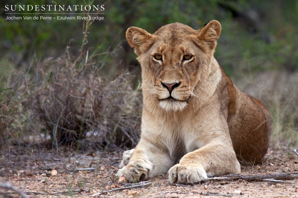 Majestic Olifants West Lion