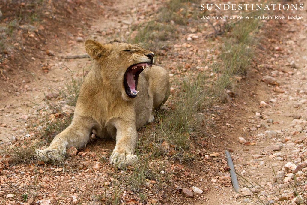 Sub-adult lion - Olifants West