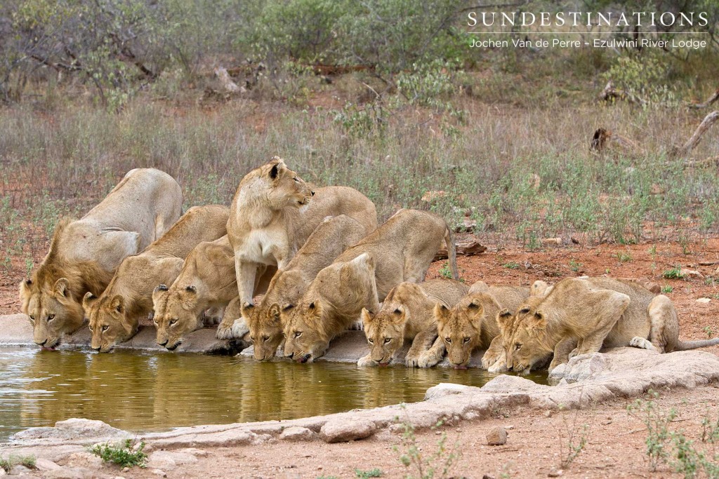 Olifants West Pride Split drinking