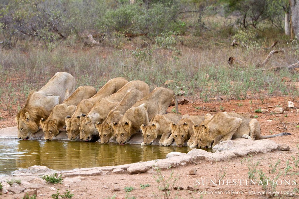 Olifants West Pride Split, all in sync with their drinking